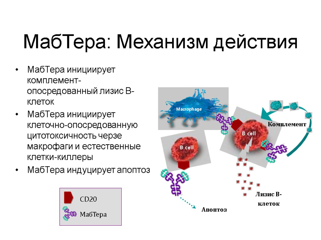 МабТера инициирует комплемент-опосредованный лизис В-клеток МабТера инициирует клеточно-опосредованную цитотоксичность черзе макрофаги и естественные клетки-киллеры